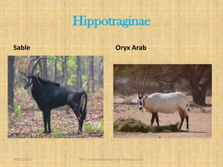 Hippotraginae
Sable                              Oryx Arab




09/02/2013    http://projekkambingmuda.blogspot.com/
 