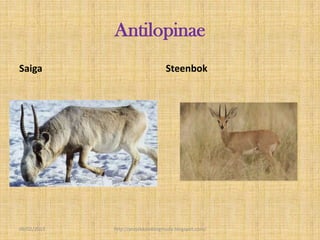Antilopinae
Saiga                             Steenbok




09/02/2013   http://projekkambingmuda.blogspot.com/
 