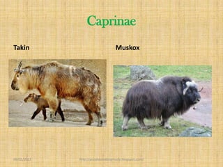 Caprinae
Takin                             Muskox




09/02/2013   http://projekkambingmuda.blogspot.com/
 