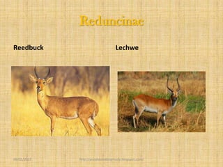 Reduncinae
Reedbuck                          Lechwe




09/02/2013   http://projekkambingmuda.blogspot.com/
 