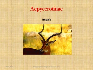 Aepycerotinae
                           Impala




09/02/2013    http://projekkambingmuda.blogspot.com/
 