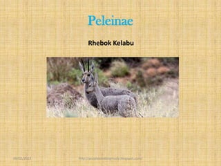 Peleinae
                  Rhebok Kelabu




09/02/2013   http://projekkambingmuda.blogspot.com/
 