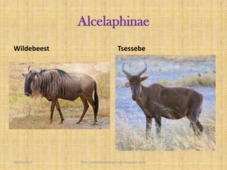 Alcelaphinae
Wildebeest                        Tsessebe




09/02/2013   http://projekkambingmuda.blogspot.com/
 