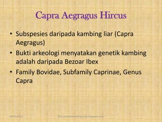 Capra Aegragus Hircus
• Subspesies daripada kambing liar (Capra
  Aegragus)
• Bukti arkeologi menyatakan genetik kambing
  adalah daripada Bezoar Ibex
• Family Bovidae, Subfamily Caprinae, Genus
  Capra



09/02/2013        http://projekkambingmuda.blogspot.com/
 