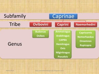 Subfamily                           Caprinae
    Tribe    Ovibovini                     Caprini       Naemorhedini

              Budorcas                   Ammotragus        Capricornis
               Ovibos                     Arabitragus     Nemorhaedus
                                             CAPRA         Oreamnos
  Genus                                   Hemitragus       Rupicapra
                                               Ovis
                                         Nilgiritragus
                                            Pseudois



09/02/2013    http://projekkambingmuda.blogspot.com/
 