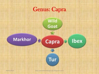 Genus: Capra
                                  Wild
                                  Goat

        Markhor                Capra                       Ibex


                                   Tur
09/02/2013        http://projekkambingmuda.blogspot.com/
 