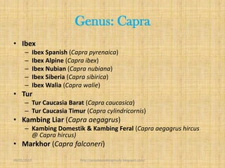 Genus: Capra
• Ibex
      –      Ibex Spanish (Capra pyrenaica)
      –      Ibex Alpine (Capra ibex)
      –      Ibex Nubian (Capra nubiana)
      –      Ibex Siberia (Capra sibirica)
      –      Ibex Walia (Capra walie)
• Tur
      – Tur Caucasia Barat (Capra caucasica)
      – Tur Caucasia Timur (Capra cylindricornis)
• Kambing Liar (Capra aegagrus)
      – Kambing Domestik & Kambing Feral (Capra aegagrus hircus
        @ Capra hircus)
• Markhor (Capra falconeri)
09/02/2013                   http://projekkambingmuda.blogspot.com/
 
