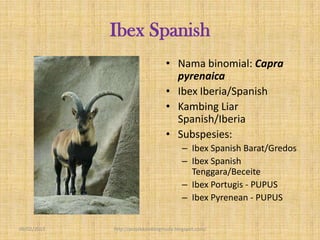 Ibex Spanish
                                  • Nama binomial: Capra
                                    pyrenaica
                                  • Ibex Iberia/Spanish
                                  • Kambing Liar
                                    Spanish/Iberia
                                  • Subspesies:
                                         – Ibex Spanish Barat/Gredos
                                         – Ibex Spanish
                                           Tenggara/Beceite
                                         – Ibex Portugis - PUPUS
                                         – Ibex Pyrenean - PUPUS


09/02/2013   http://projekkambingmuda.blogspot.com/
 