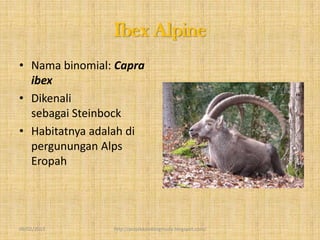 Ibex Alpine
• Nama binomial: Capra
  ibex
• Dikenali
  sebagai Steinbock
• Habitatnya adalah di
  pergunungan Alps
  Eropah




09/02/2013      http://projekkambingmuda.blogspot.com/
 