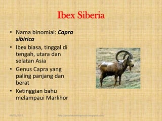 Ibex Siberia
• Nama binomial: Capra
  sibirica
• Ibex biasa, tinggal di
  tengah, utara dan
  selatan Asia
• Genus Capra yang
  paling panjang dan
  berat
• Ketinggian bahu
  melampaui Markhor

09/02/2013        http://projekkambingmuda.blogspot.com/
 