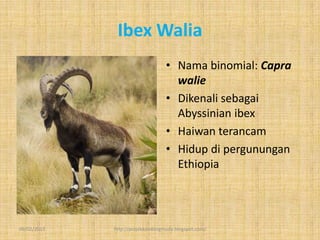 Ibex Walia
                                  • Nama binomial: Capra
                                    walie
                                  • Dikenali sebagai
                                    Abyssinian ibex
                                  • Haiwan terancam
                                  • Hidup di pergunungan
                                    Ethiopia




09/02/2013   http://projekkambingmuda.blogspot.com/
 