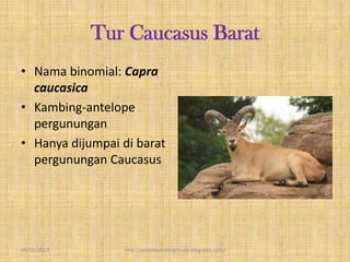 Tur Caucasus Barat
• Nama binomial: Capra
  caucasica
• Kambing-antelope
  pergunungan
• Hanya dijumpai di barat
  pergunungan Caucasus




09/02/2013       http://projekkambingmuda.blogspot.com/
 