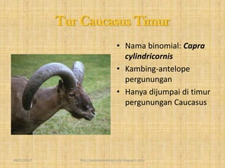 Tur Caucasus Timur
                                     • Nama binomial: Capra
                                       cylindricornis
                                     • Kambing-antelope
                                       pergunungan
                                     • Hanya dijumpai di timur
                                       pergunungan Caucasus




09/02/2013      http://projekkambingmuda.blogspot.com/
 