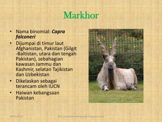 Markhor
• Nama binomial: Capra
  falconeri
• Dijumpai di timur laut
  Afghanistan, Pakistan (Gilgit
  -Baltistan, utara dan tengah
  Pakistan), sebahagian
  kawasan Jammu dan
  Kashmir, selatan Tajikistan
  dan Uzbekistan
• Dikelaskan sebagai
  terancam oleh IUCN
• Haiwan kebangsaan
  Pakistan


09/02/2013            http://projekkambingmuda.blogspot.com/
 