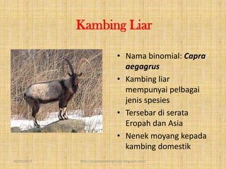Kambing Liar

                                  • Nama binomial: Capra
                                    aegagrus
                                  • Kambing liar
                                    mempunyai pelbagai
                                    jenis spesies
                                  • Tersebar di serata
                                    Eropah dan Asia
                                  • Nenek moyang kepada
                                    kambing domestik
09/02/2013   http://projekkambingmuda.blogspot.com/
 