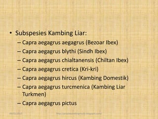 • Subspesies Kambing Liar:
      – Capra aegagrus aegagrus (Bezoar Ibex)
      – Capra aegagrus blythi (Sindh Ibex)
      – Capra aegagrus chialtanensis (Chiltan Ibex)
      – Capra aegagrus cretica (Kri-kri)
      – Capra aegagrus hircus (Kambing Domestik)
      – Capra aegagrus turcmenica (Kambing Liar
        Turkmen)
      – Capra aegagrus pictus
09/02/2013           http://projekkambingmuda.blogspot.com/
 