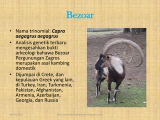 Bezoar
• Nama trinomial: Capra
  aegagrus aegagrus
• Analisis genetik terbaru
  mengesahkan bukti
  arkeologi bahawa Bezoar
  Pergunungan Zagros
  merupakan asal kambing
  domestik
• Dijumpai di Crete, dan
  kepulauan Greek yang lain,
  di Turkey, Iran, Turkmenia,
  Pakistan, Afghanistan,
  Armenia, Azerbaijan,
  Georgia, dan Russia

09/02/2013           http://projekkambingmuda.blogspot.com/
 