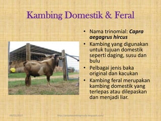 Kambing Domestik & Feral
                                        • Nama trinomial: Capra
                                          aegagrus hircus
                                        • Kambing yang digunakan
                                          untuk tujuan domestik
                                          seperti daging, susu dan
                                          bulu
                                        • Pelbagai jenis baka
                                          original dan kacukan
                                        • Kambing feral merupakan
                                          kambing domestik yang
                                          terlepas atau dilepaskan
                                          dan menjadi liar.

09/02/2013         http://projekkambingmuda.blogspot.com/
 