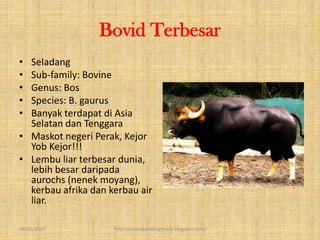 Bovid Terbesar
• Seladang
• Sub-family: Bovine
• Genus: Bos
• Species: B. gaurus
• Banyak terdapat di Asia
  Selatan dan Tenggara
• Maskot negeri Perak, Kejor
  Yob Kejor!!!
• Lembu liar terbesar dunia,
  lebih besar daripada
  aurochs (nenek moyang),
  kerbau afrika dan kerbau air
  liar.

09/02/2013           http://projekkambingmuda.blogspot.com/
 