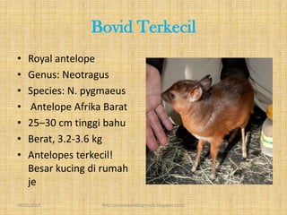 Bovid Terkecil
•   Royal antelope
•   Genus: Neotragus
•   Species: N. pygmaeus
•    Antelope Afrika Barat
•   25–30 cm tinggi bahu
•   Berat, 3.2-3.6 kg
•   Antelopes terkecil!
    Besar kucing di rumah
    je
09/02/2013          http://projekkambingmuda.blogspot.com/
 