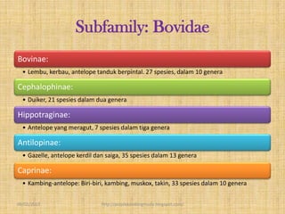 Subfamily: Bovidae
Bovinae:
  • Lembu, kerbau, antelope tanduk berpintal. 27 spesies, dalam 10 genera

Cephalophinae:
  • Duiker, 21 spesies dalam dua genera

Hippotraginae:
  • Antelope yang meragut, 7 spesies dalam tiga genera

Antilopinae:
  • Gazelle, antelope kerdil dan saiga, 35 spesies dalam 13 genera

Caprinae:
  • Kambing-antelope: Biri-biri, kambing, muskox, takin, 33 spesies dalam 10 genera


09/02/2013                     http://projekkambingmuda.blogspot.com/
 