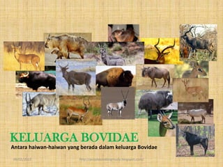 KELUARGA BOVIDAE
Antara haiwan-haiwan yang berada dalam keluarga Bovidae
09/02/2013               http://projekkambingmuda.blogspot.com/
 