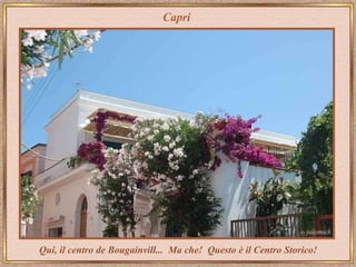 Capri Qui, il centro de Bougainvill...  Ma che!  Questo è il   Centro Storico! 