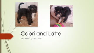Capri and Latte 
We need a good home  