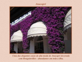 Anacapri
Uma das elegantes casas de alta moda de Anacapri decorada
com Bougainvilles - abundantes em toda a ilha.
 