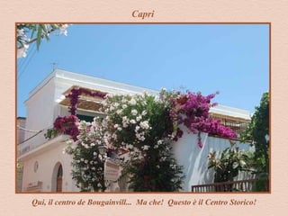 Capri
Qui, il centro de Bougainvill... Ma che! Questo è il Centro Storico!
 