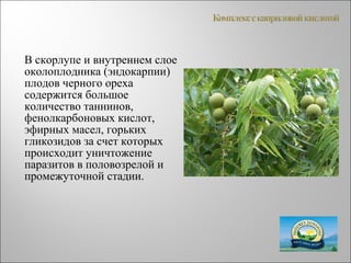В скорлупе и внутреннем слое
околоплодника (эндокарпии)
плодов черного ореха
содержится большое
количество таннинов,
фенолкарбоновых кислот,
эфирных масел, горьких
гликозидов за счет которых
происходит уничтожение
паразитов в половозрелой и
промежуточной стадии.
 