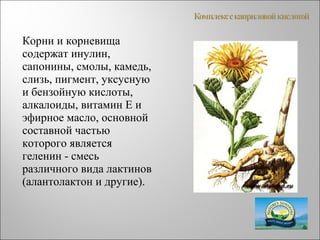 Корни и корневища
содержат инулин,
сапонины, смолы, камедь,
слизь, пигмент, уксусную
и бензойную кислоты,
алкалоиды, витамин Е и
эфирное масло, основной
составной частью
которого является
геленин - смесь
различного вида лактинов
(алантолактон и другие).
 