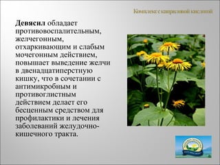 Девясил обладает
противовоспалительным,
желчегонным,
отхаркивающим и слабым
мочегонным действием,
повышает выведение желчи
в двенадцатиперстную
кишку, что в сочетании с
антимикробным и
противоглистным
действием делает его
бесценным средством для
профилактики и лечения
заболеваний желудочно-
кишечного тракта.
 