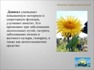 Девясил уменьшает
повышенную моторную и
секреторную функции,
улучшают аппетит. Его
применяют при заболеваниях
дыхательных путей, гастрите,
заболеваниях печени и
желчного пузыря, геморрое, а
также как антигельминтное
средство.
 