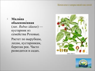  Мали́на
обыкнове́нная
(лат. Rubus idaeus) —
кустарник из
семейства Розовые.
Растет по вырубкам,
лесам, кустарникам,
берегам рек. Часто
разводится в садах.
 