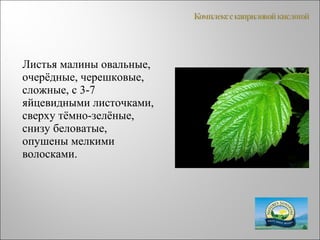 Листья малины овальные,
очерёдные, черешковые,
сложные, с 3-7
яйцевидными листочками,
сверху тёмно-зелёные,
снизу беловатые,
опушены мелкими
волосками.
 