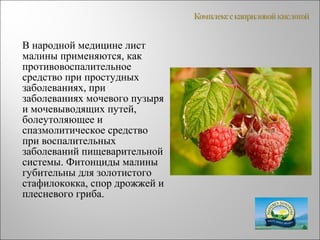В народной медицине лист
малины применяются, как
противовоспалительное
средство при простудных
заболеваниях, при
заболеваниях мочевого пузыря
и мочевыводящих путей,
болеутоляющее и
спазмолитическое средство
при воспалительных
заболеваний пищеварительной
системы. Фитонциды малины
губительны для золотистого
стафилококка, спор дрожжей и
плесневого гриба.
 