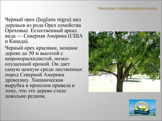 Черный орех (Juglans nigra) вид
деревьев из рода Орех семейства
Ореховые. Естественный ареал
вида — Северная Америка (США
и Канада).
Черный орех красивое, мощное
дерево до 50 м высотой с
широкораскидистой, низко-
опущенной кроной. Он дает
самую ценную среди лиственных
пород Северной Америки
древесину. Хищническая
вырубка в прошлом привела к
тому, что это дерево стало
довольно редким.
 