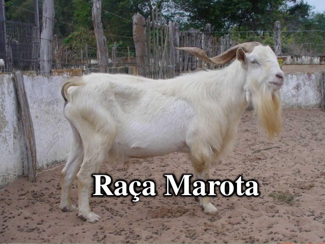 cabra