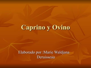 Ovino y Caprino  ,[object Object],Elaborado por :Marie Waldjana Deruisseau, estudiante de Produccion animal de la escuela zootecnia, facultad de ciencias Agronomica y Veterinaria de la Universidad Autonoma de Santo Domingo (UASD) Rep. Dominicana. Este trabajo fue realizado durante el proceso de aprendizage de la asignatura de explotacion pecuaria no tradicional, en el mes de mayo del semestre 2010-1. Fue impartida por el profesor  Ing. Ruben Almonte Morrobel. Ovino y Caprino 