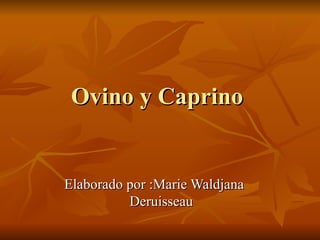 Ovino y Caprino  Elaborado por :Marie Waldjana  Deruisseau 