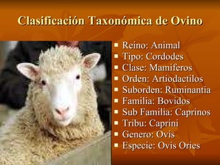 Clasificación Taxonómica de Ovino <ul><li>Reino: Animal </li></ul><ul><li>Tipo: Cordodes </li></ul><ul><li>Clase: Mamifero...