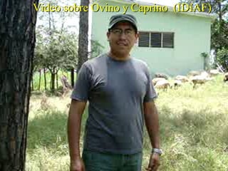 <ul><li>Video sobre Ovino y Caprino  (IDIAF) </li></ul>