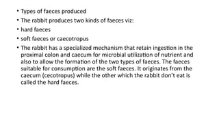 Understanding Caprophagy and Caecotrophy in Rabbit Nutrition | PPTX