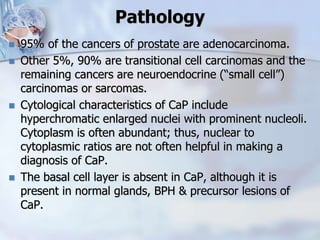 Pathology
 95% of the cancers of prostate are adenocarcinoma.
 Other 5%, 90% are transitional cell carcinomas and the
remaining cancers are neuroendocrine (“small cell”)
carcinomas or sarcomas.
 Cytological characteristics of CaP include
hyperchromatic enlarged nuclei with prominent nucleoli.
Cytoplasm is often abundant; thus, nuclear to
cytoplasmic ratios are not often helpful in making a
diagnosis of CaP.
 The basal cell layer is absent in CaP, although it is
present in normal glands, BPH & precursor lesions of
CaP.
 