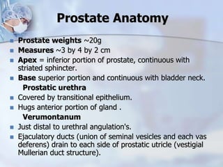 Prostate Anatomy
 Prostate weights ~20g
 Measures ~3 by 4 by 2 cm
 Apex = inferior portion of prostate, continuous with
striated sphincter.
 Base superior portion and continuous with bladder neck.
Prostatic urethra
 Covered by transitional epithelium.
 Hugs anterior portion of gland .
Verumontanum
 Just distal to urethral angulation's.
 Ejaculatory ducts (union of seminal vesicles and each vas
deferens) drain to each side of prostatic utricle (vestigial
Mullerian duct structure).
 