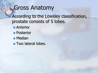 Gross Anatomy
 According to the Lowsley classification,
prostate consists of 5 lobes.
 Anterior
 Posterior
 Median
 Two lateral lobes.
 