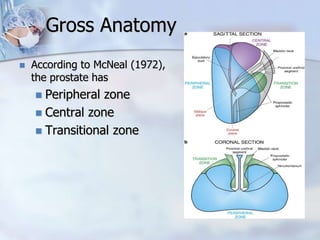Gross Anatomy
 According to McNeal (1972),
the prostate has
 Peripheral zone
 Central zone
 Transitional zone
 