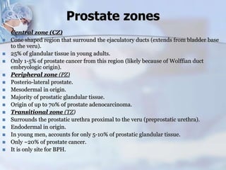 Prostate zones
Central zone (CZ)
 Cone shaped region that surround the ejaculatory ducts (extends from bladder base
to the veru).
 25% of glandular tissue in young adults.
 Only 1-5% of prostate cancer from this region (likely because of Wolffian duct
embryologic origin).
 Peripheral zone (PZ)
 Posterio-lateral prostate.
 Mesodermal in origin.
 Majority of prostatic glandular tissue.
 Origin of up to 70% of prostate adenocarcinoma.
 Transitional zone (TZ)
 Surrounds the prostatic urethra proximal to the veru (preprostatic urethra).
 Endodermal in origin.
 In young men, accounts for only 5-10% of prostatic glandular tissue.
 Only ~20% of prostate cancer.
 It is only site for BPH.
 