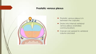 Plexus Prostate ca prostate-anatomy to diagnostic work up | PPTX